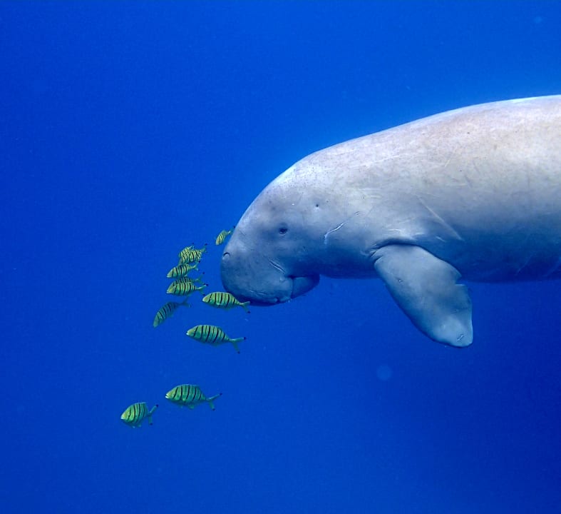 Sport & Freizeit Shams Alam Beach Resort