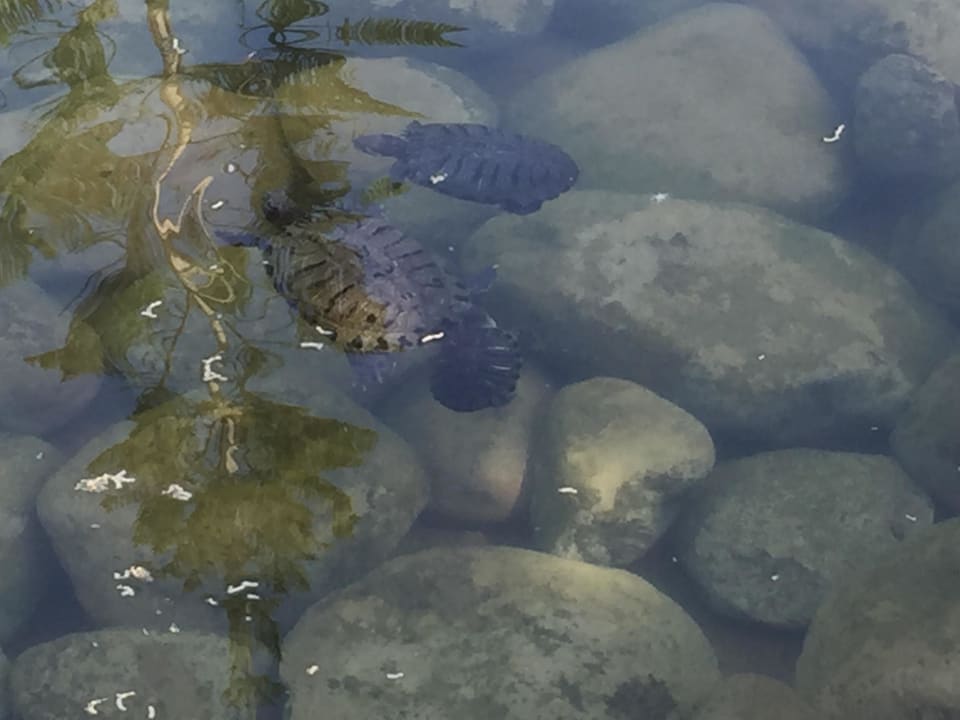 Wasserschildkröten Labranda Alantur Resort