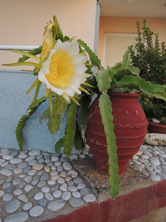 Květiny před balkónypokojů Hotel Kathrin Beach