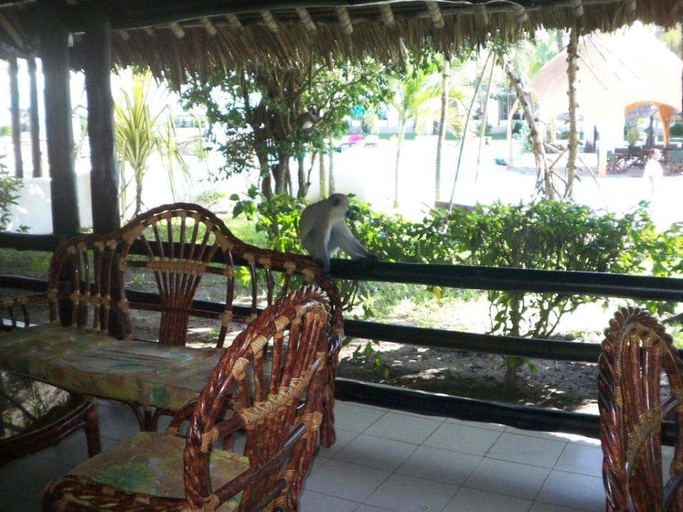 Affe im Restaurant Hotel Southern Palms Beach Resort