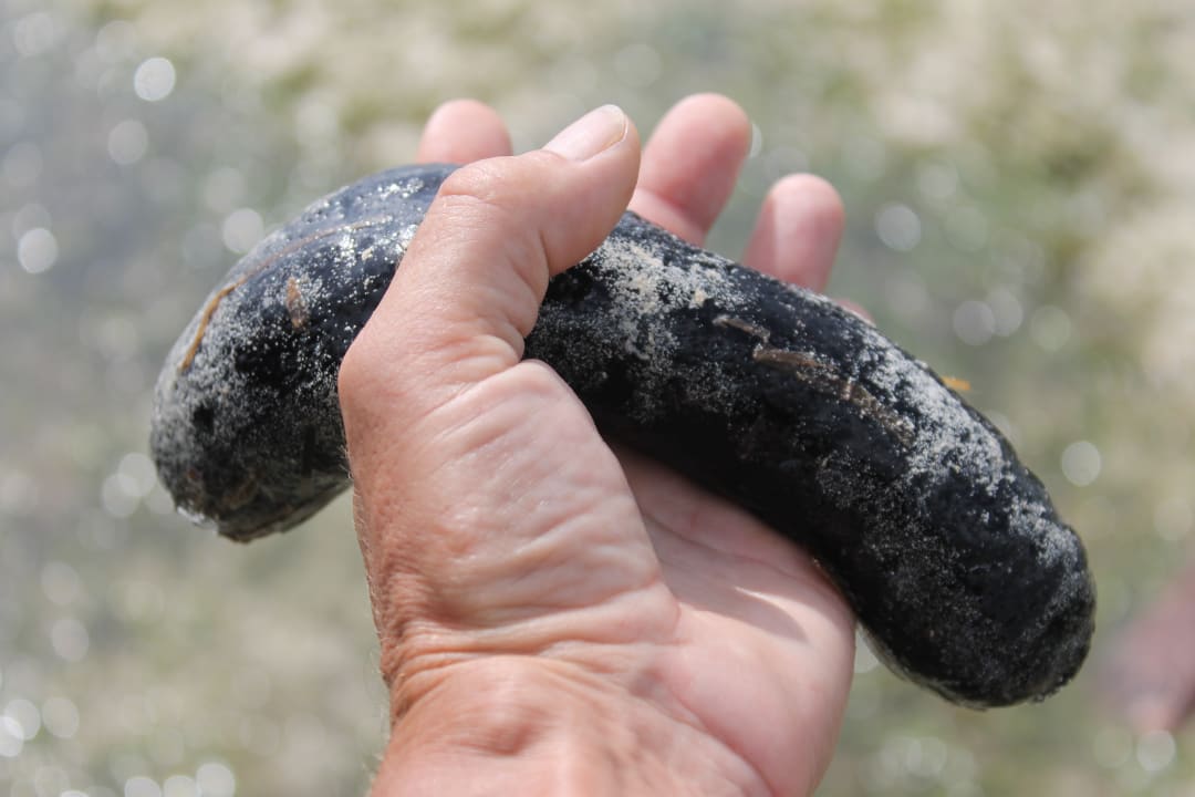 Seegurke Neptune Village Beach Resort & Spa