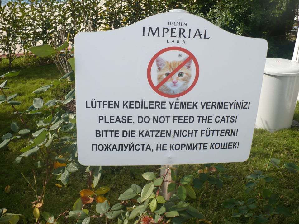 Katze Hotel Delphin Imperial
