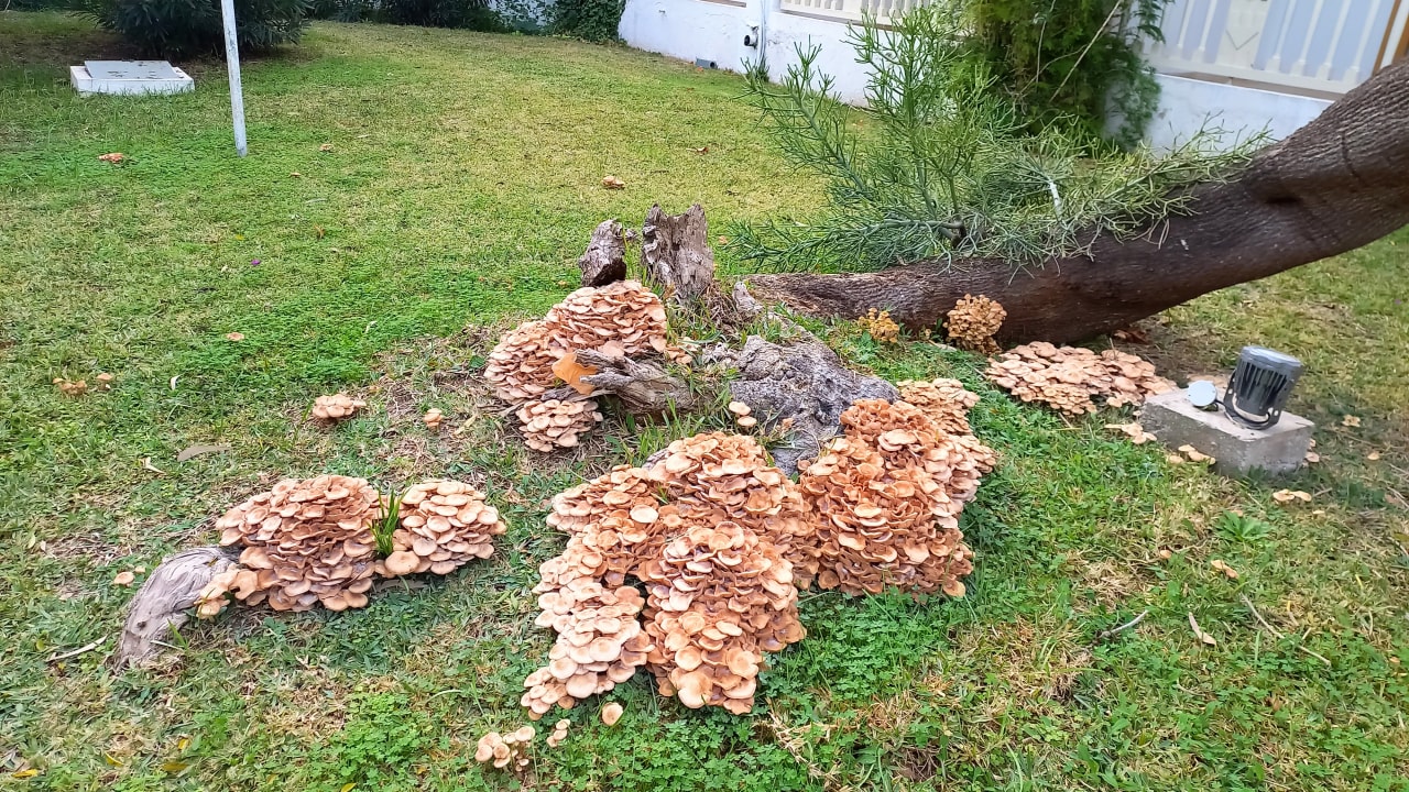 Gartenanlage The Orangers Beach Resort and Bungalows