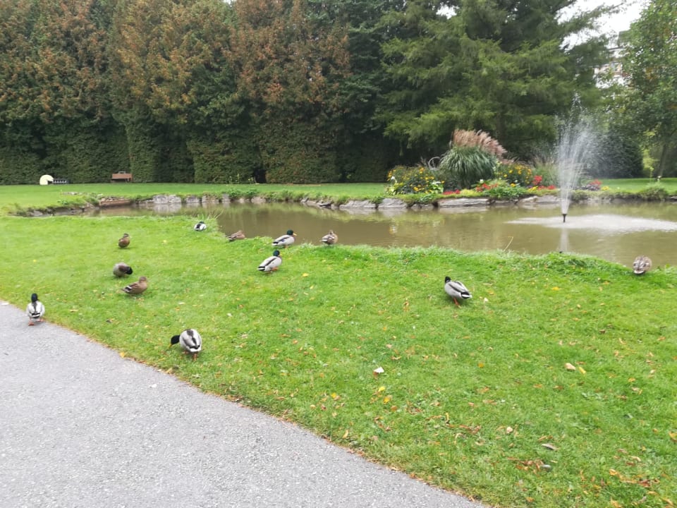 Gartenanlage Vivea Hotel Bad Schönau - Zur Quelle