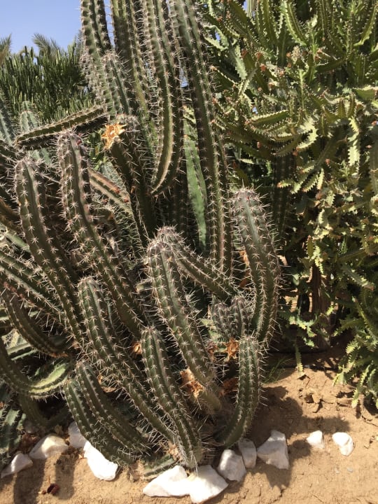 Gartenanlage Hotel Blue Lagoon