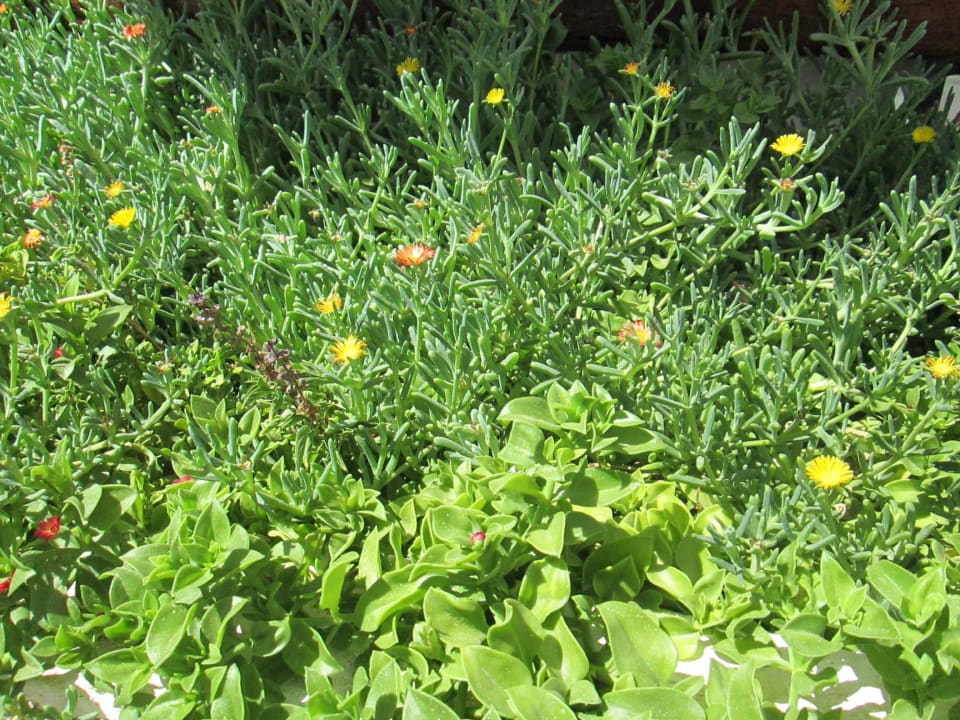 Красота! Marlin Inn Azur Resort