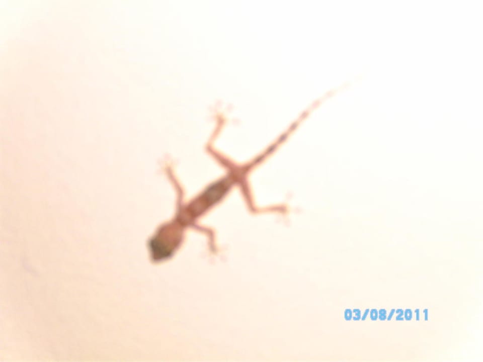 Haustiere - Lurche? Palm Royale Resort - Soma Bay