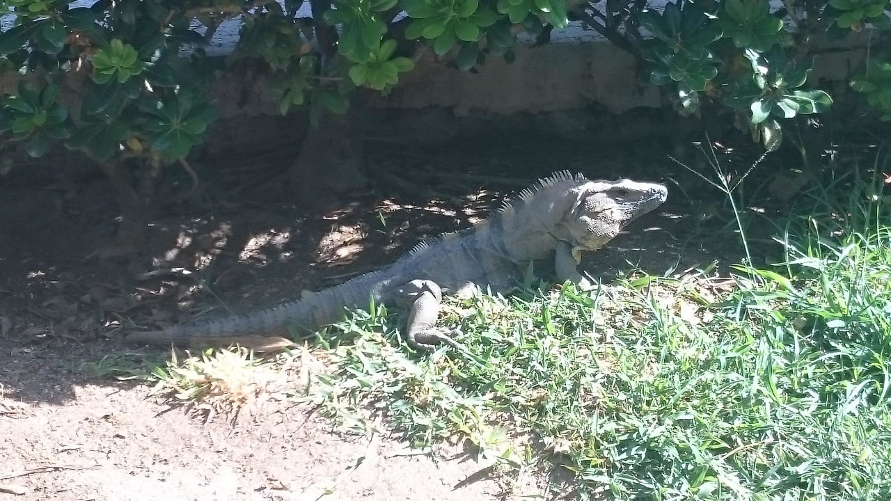 Leguan Grand Palladium Kantenah Resort & Spa