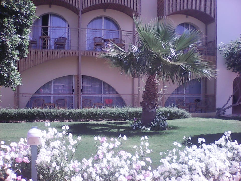 Sonstiges Desert Rose