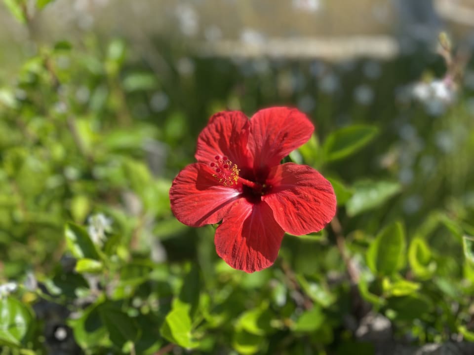 Gartenanlage Hotel Kouros Palace
