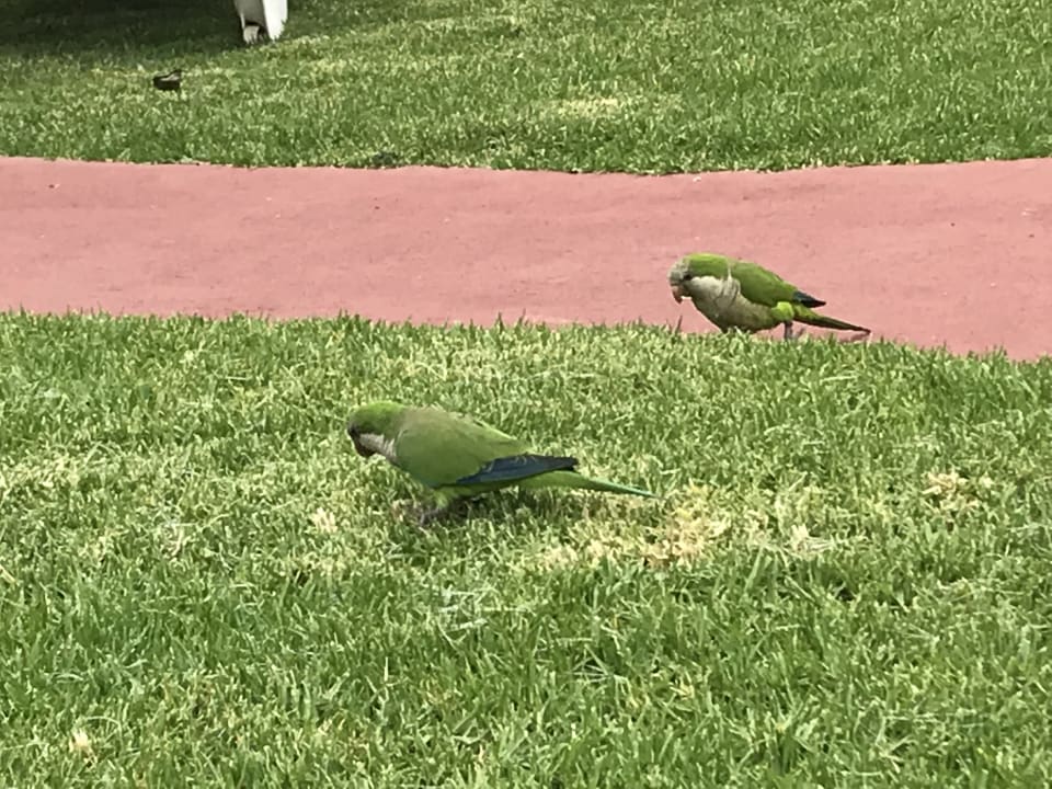 Gartenanlage Bull Costa Canaria & Spa - Adults only