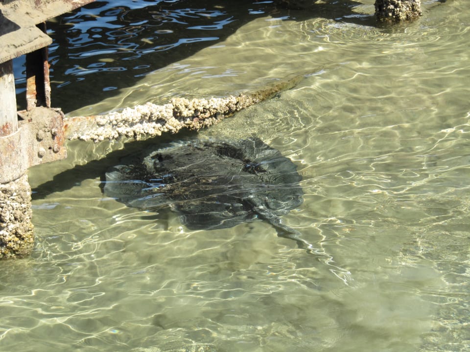 Strand Cleopatra Luxury Resort Makadi Bay