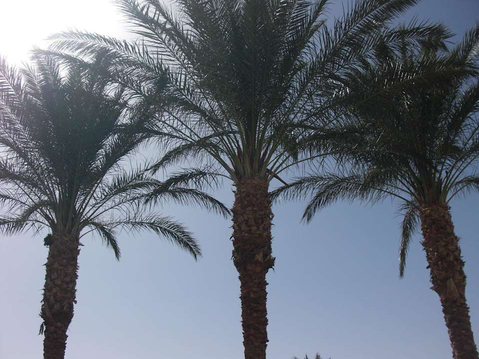 Palmen Pickalbatros Dana Beach Resort - Hurghada