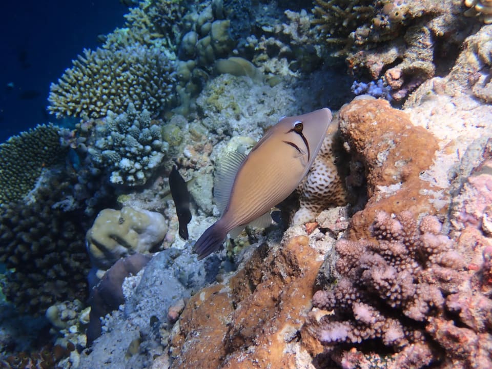 Sport & Freizeit Filitheyo Island Resort