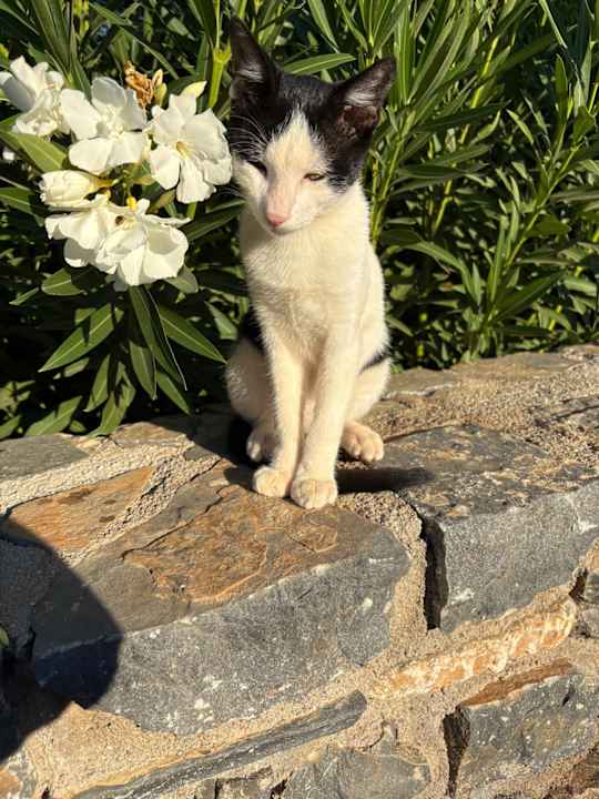 Gartenanlage Atlantica Mikri Poli Crete