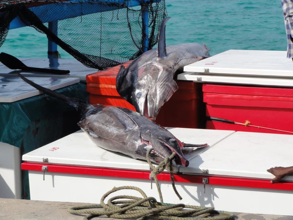 Fischfang Marlin Kuredu Kuredu Island Resort & Spa