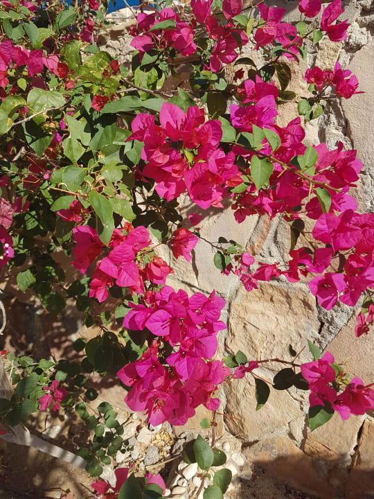 Gartenanlage Shams Prestige Abu Soma-Adults Only