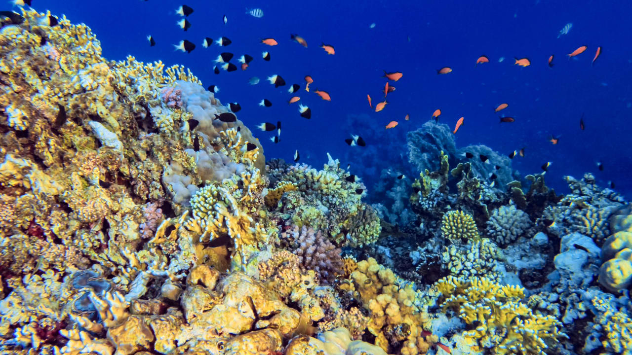 Sport & Freizeit Steigenberger Coraya Beach - Adults only