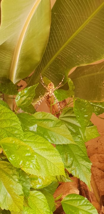 Gartenanlage Hotel Riu Touareg