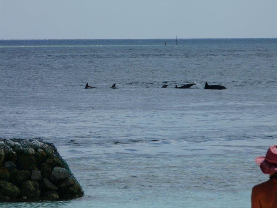 Delphine vor Vilu Reef Sun Siyam Vilu Reef