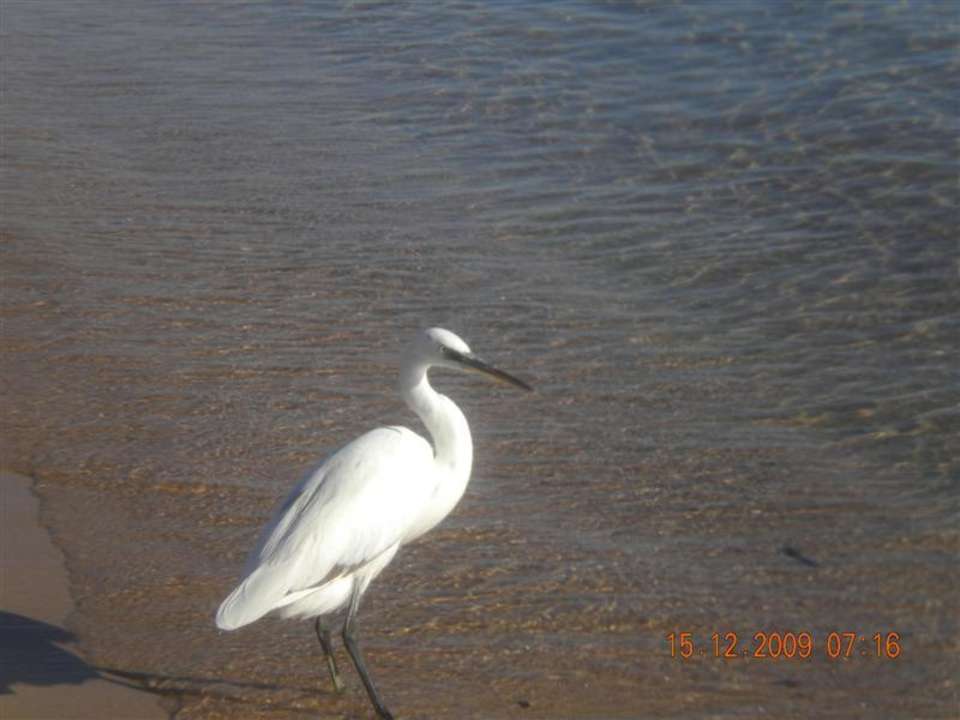 Ein Reiher am Meer! Ghazala Beach