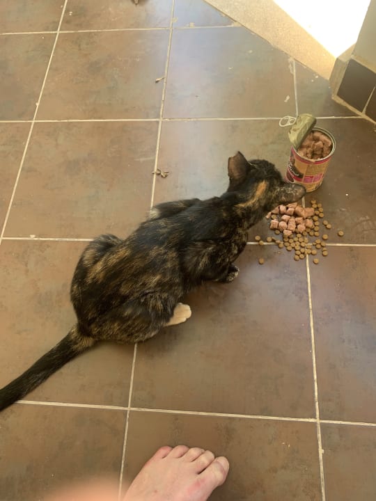 Sonstiges Iberotel Casa Del Mar Resort