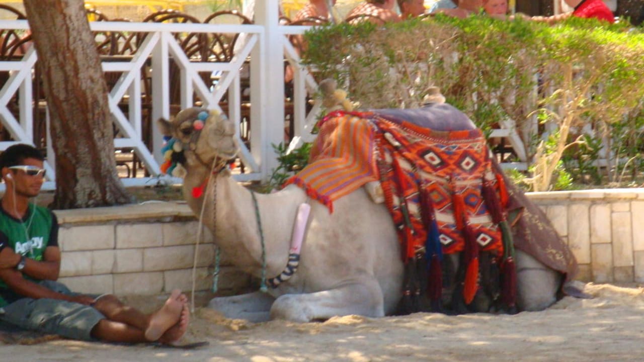 Kamel Arabia Azur Resort