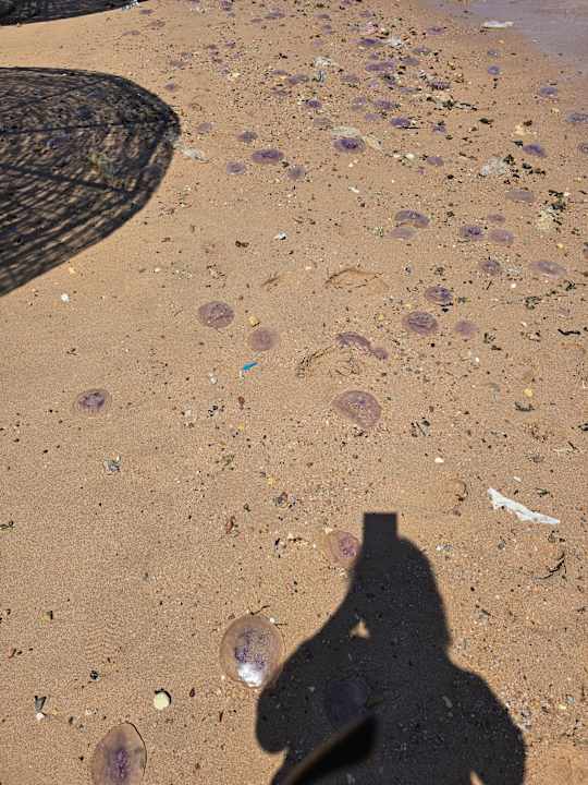 Strand Royal Star Beach Resort