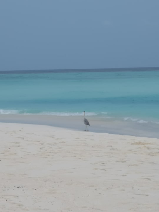 Strand Kihaa Maldives