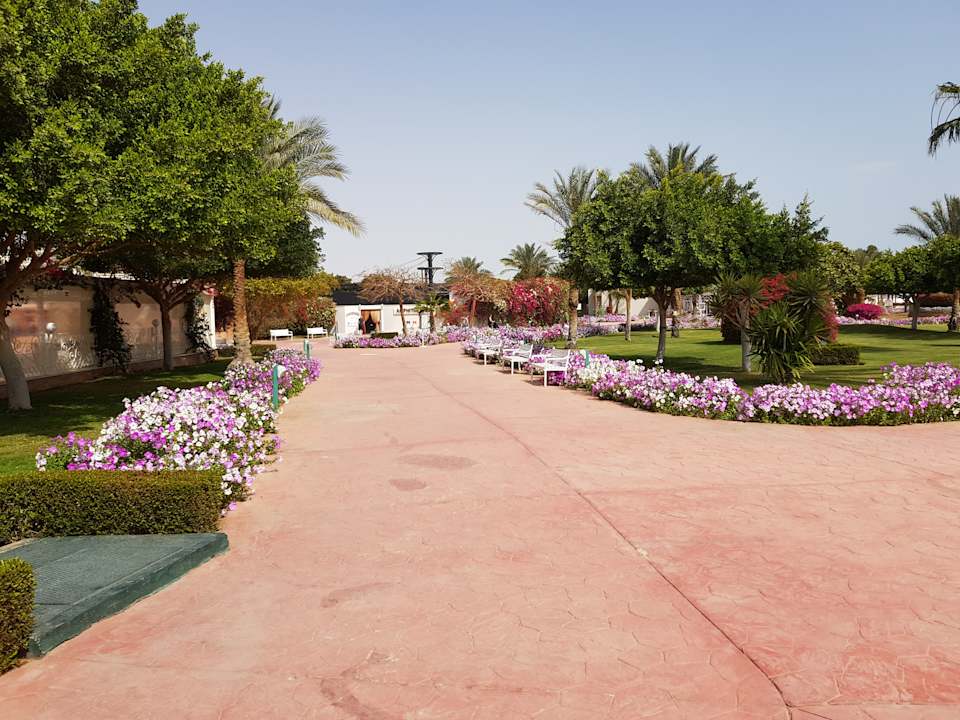 Gartenanlage Desert Rose