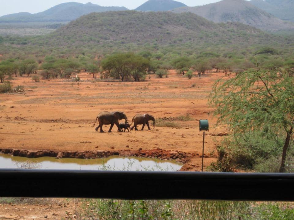 Ausblick aufs Wasserloch Kilaguni Serena Safari Lodge