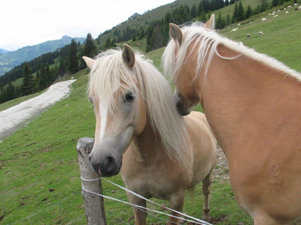 Haflinger auf der Heimalm Hotel Lammwirt