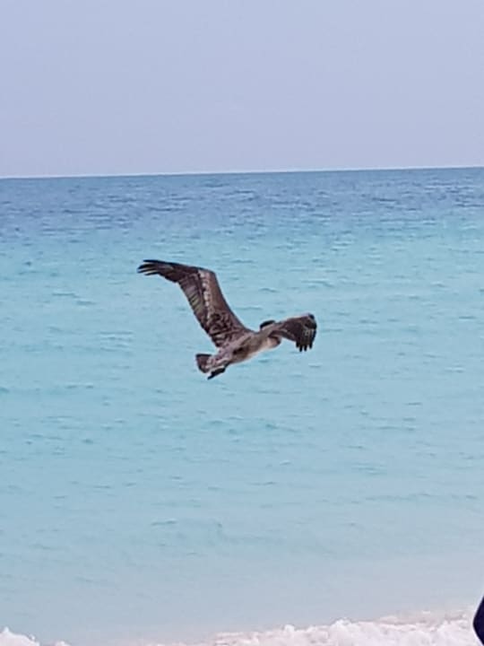 Strand Melia Las Dunas