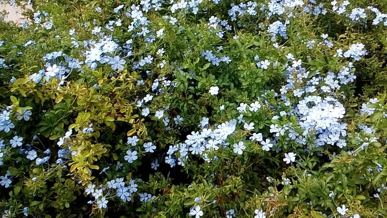 Цветы Limak Limra Hotel & Resort