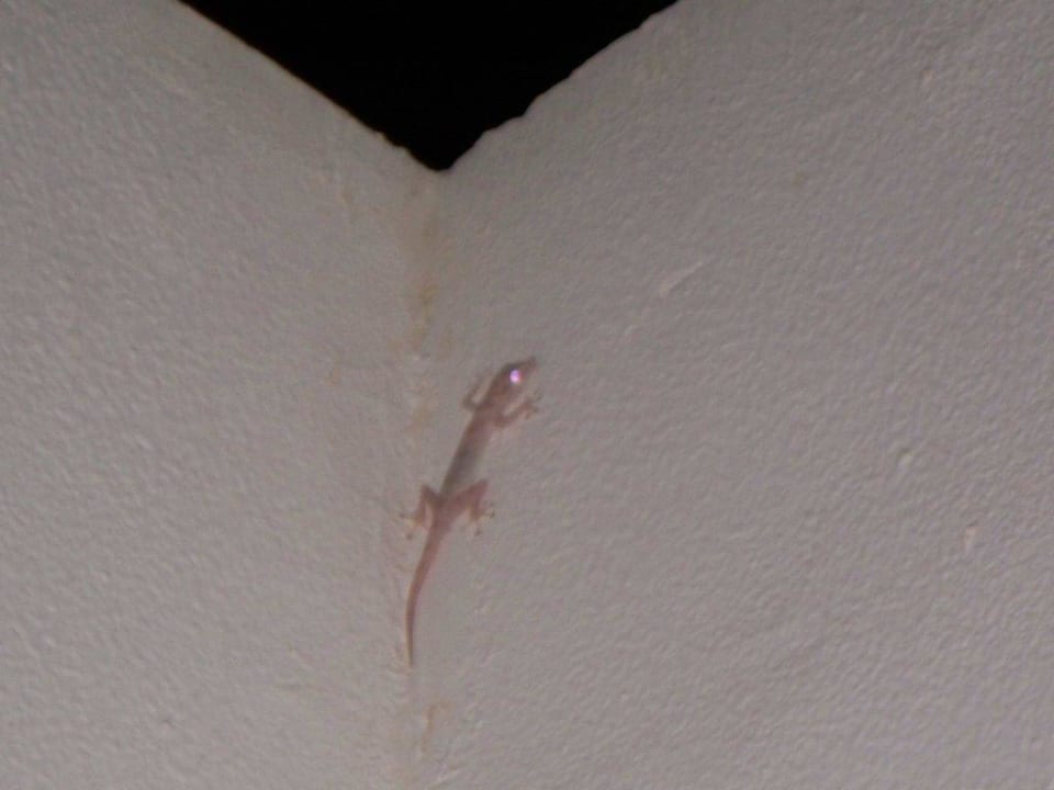 Gäste der Nacht Lotus Bay Beach Resort