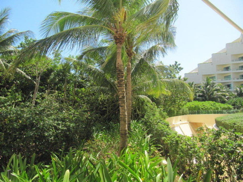 Ogród Live Aqua Beach Resort Cancun  - Adults only