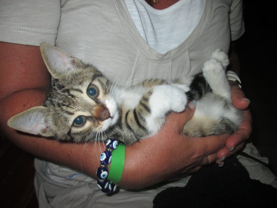 Katzenbaby Crystal Paraiso Aqua Collection