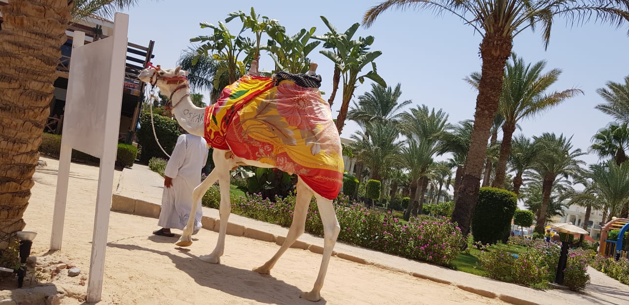 Sonstiges Swiss Inn Resort Hurghada