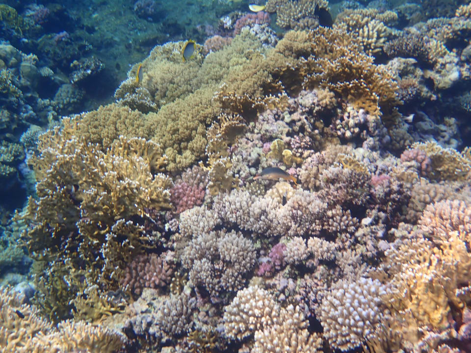 Strand Viva Blue Resort