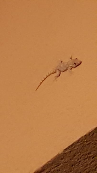 Sonstiges R2 Lago Playa Park