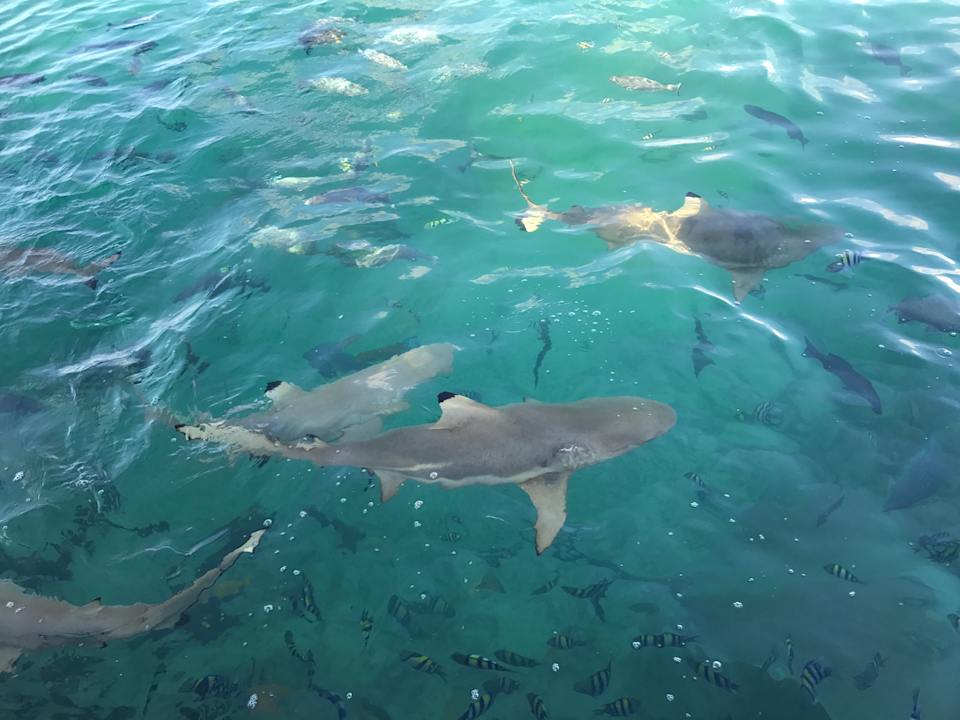Strand Summer Island Maldives