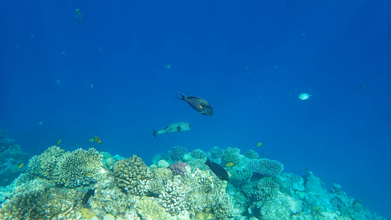 Sonstiges Pickalbatros Citadel Resort