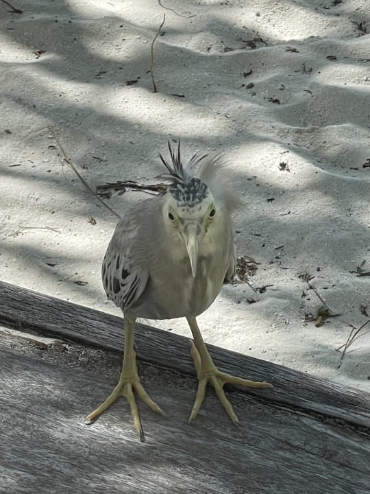 Sonstiges Vilamendhoo Island Resort & Spa