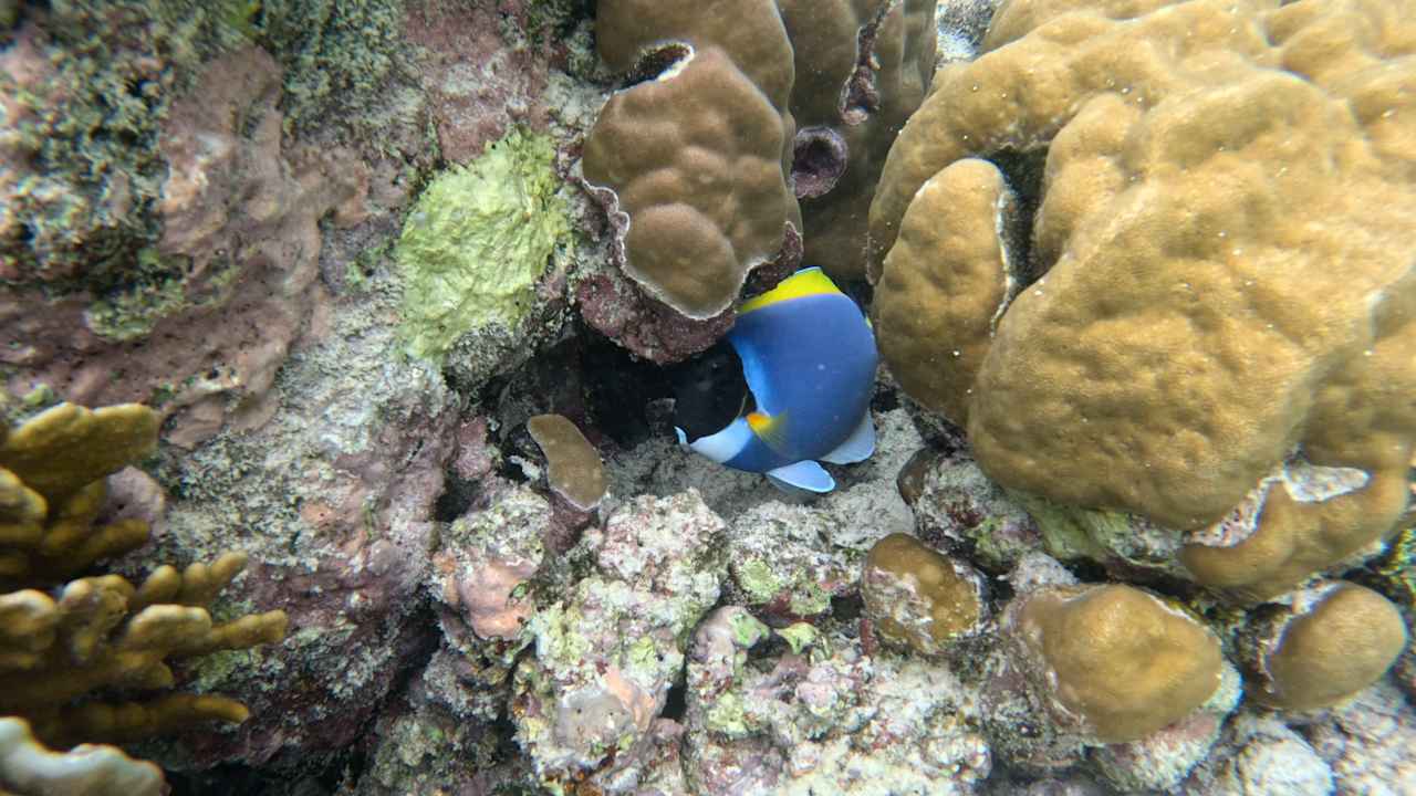 Sonstiges Kudafushi Resort & Spa