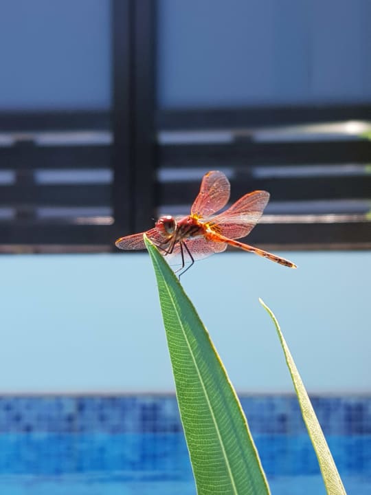 Sonstiges TUI BLUE Oceanis Beach and Spa Resort