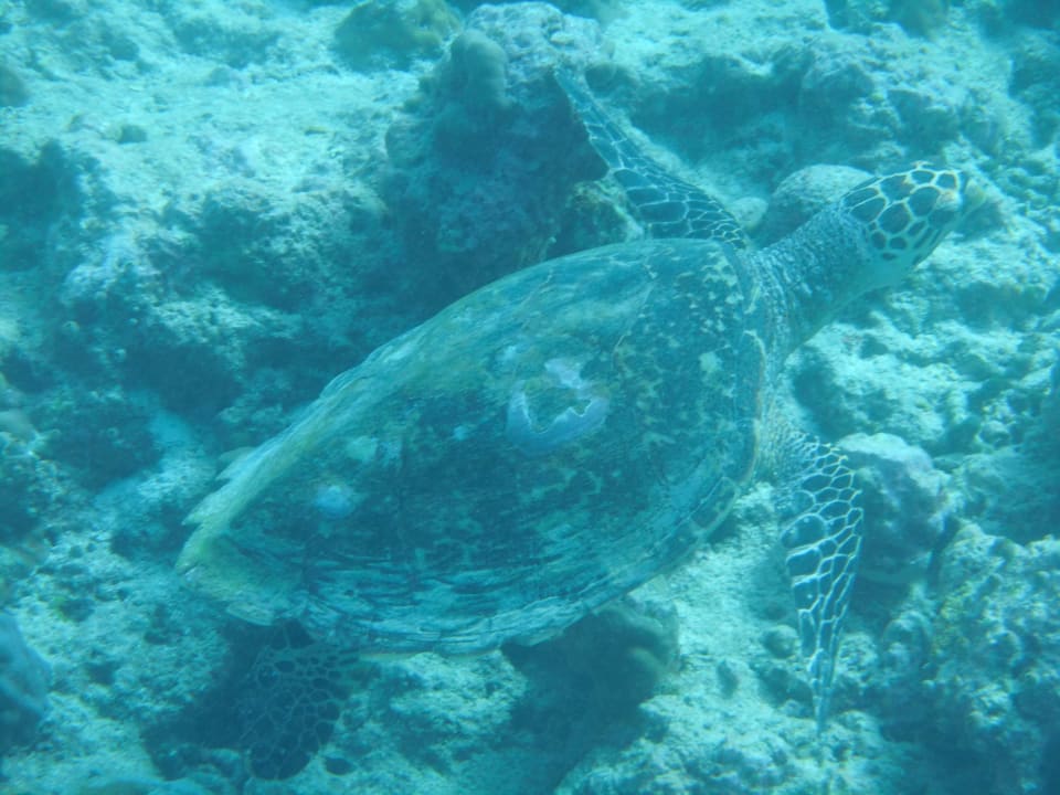 Sport & Freizeit Furaveri Maldives