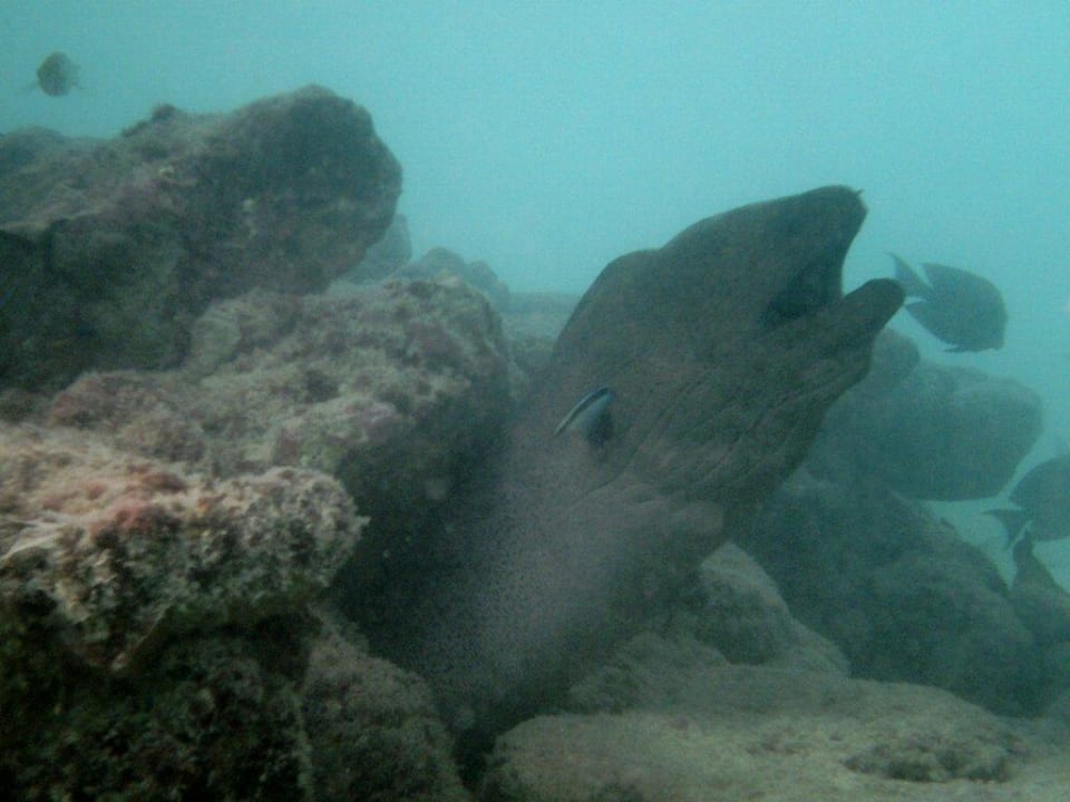 Wunderschönes Tier Summer Island Maldives