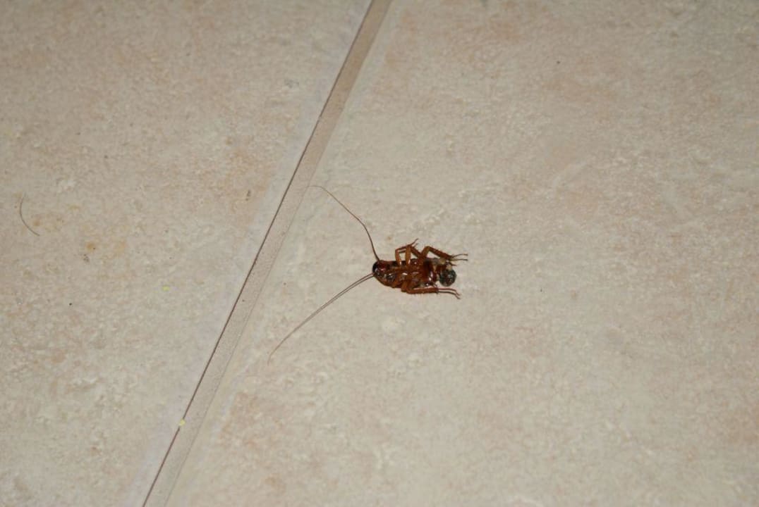 Kakalakenjagt im Zimmer Wyndham Garden Hotel Fort Myers Beach