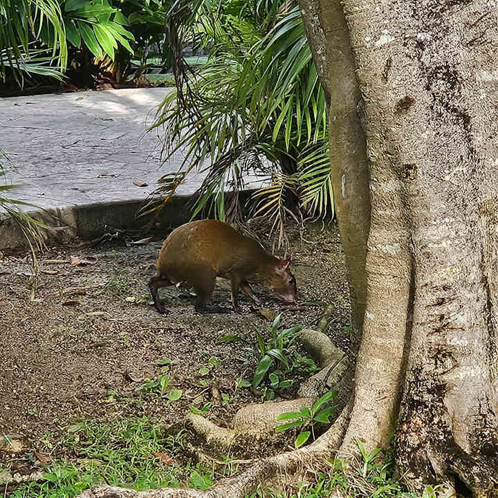 Gartenanlage Iberostar Selection Paraiso Maya Suites