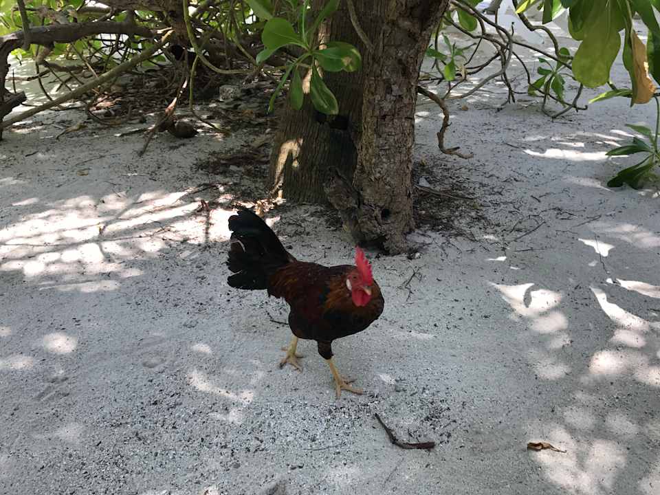 Gartenanlage Summer Island Maldives